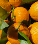 JERUK MANDARIN