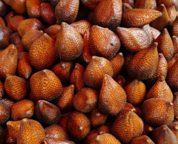 SALAK PONDO