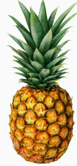 NANAS